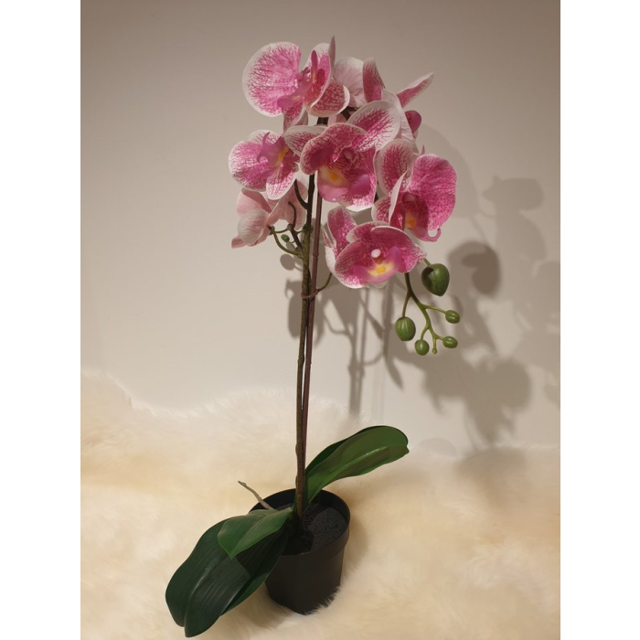 Set de plante d'intérieur et pot, Orchidée orange, brun