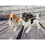 Jack Russell Porzellanfigur stehend 18cm x 19cm weiss-orange
