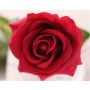 Roses wine red artificial flower 42-44cm like real, real touch, premium (silk/silicone)