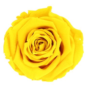 Rosenkopf dunkel gelb 5cm zum dekorieren, präserviert