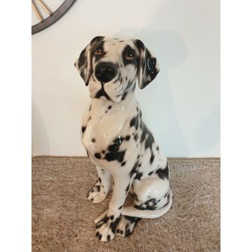 Great Dane sitting 58 cm spotted