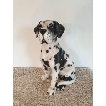 Great Dane sitting 41 cm spotted