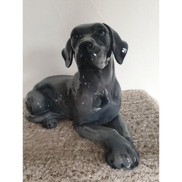 Great Dane puppy lying blue