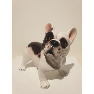 French bulldog standing 15-17cm spotted brown