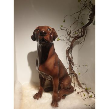 Labrador Retriever assis 70 cm chocolat brun