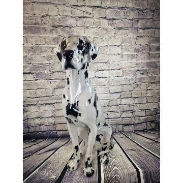 Dogue allemand assis 92 cm gris/noir/tacheté- tigre gris
