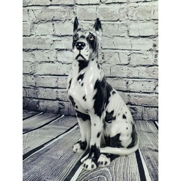 Great Dane sitting 58 cm spotted docked