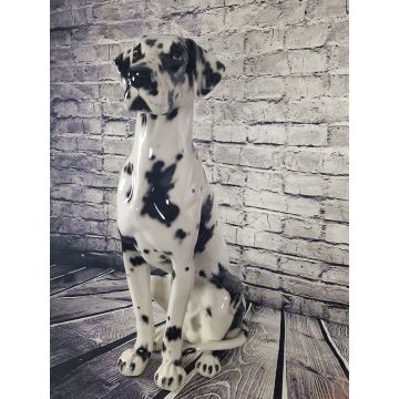 Great Dane sitting 92 cm black/spotted