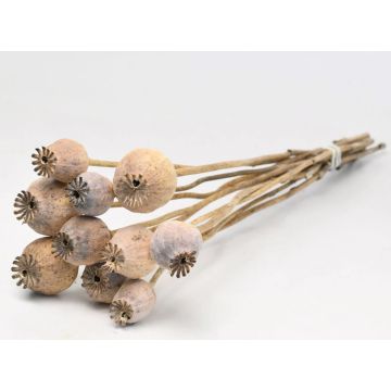 Mohnkapseln (Papaver) Bund 10Stk 2-5cm zum dekorieren, getrocknet