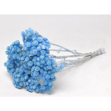 Helichrysum Immortelle 30cm Pastel Blue getrocknet gefärbt kleine Bund