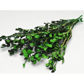 Buxus Grün ca.40-50cm  zum dekorieren, präserviert kleiner Bund