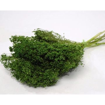 Broom Bloom green bunch approx. 50g for decorating, dried, colored