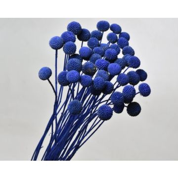 Craspedia bunch for decorating, dried, royal blue
