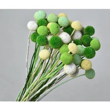 Bouquet de Craspedia pour décorer, séché, vert mix