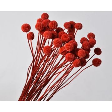 Bouquet de Craspedia pour décorer, séché, rouge