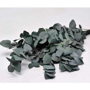 Eucalyptus Cinerea botte 65cm pour décorer, préservée