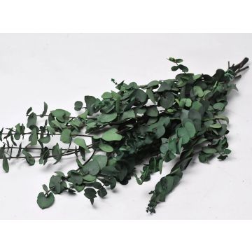 Eucalyptus Stuartiana vert botte 65cm pour décorer, préservé