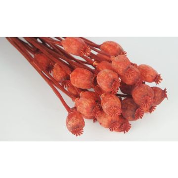 Poppy capsules (Papaver) red bunch 55cm for decorating, dried