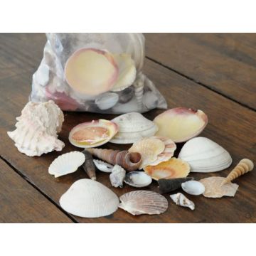 Shells mix 100g for decorating, natural