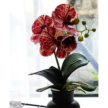 Orchidee Pflanze bordeux/weiss, 33cm, Kunstpflanze, Kunstorchidee