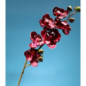 Orchidee Stengel bordeaux, 82-83cm, Kunstpflanze, Kunstorchidee