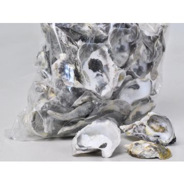 Talaba oyster shells for decorating, natural