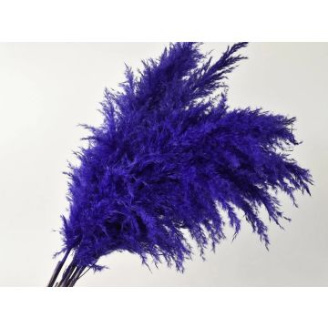 Pampas grass 90-100cm purple (Cortederia) for decoration, dried
