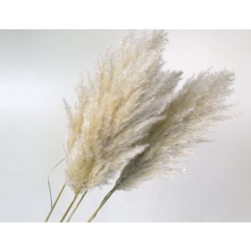 Pampas grass 90-100cm natural (Cortederia) for decorating, dried