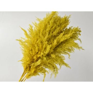 Pampas grass 90-100cm yellow (Cortederia) for decoration, dried