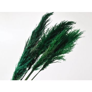 Pampas grass 90-100cm green (Cortederia) for decoration, dried
