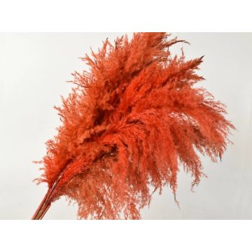 Pampas grass 90-100cm orange (Cortederia) for decorating, dried