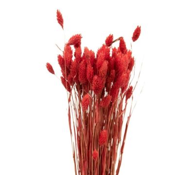Phalaris 40-45cm Bund rot zum dekorieren, getrocknet