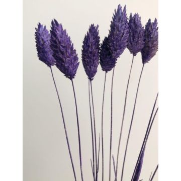 Phalaris 40-45cm bunch purple for decoration, dried