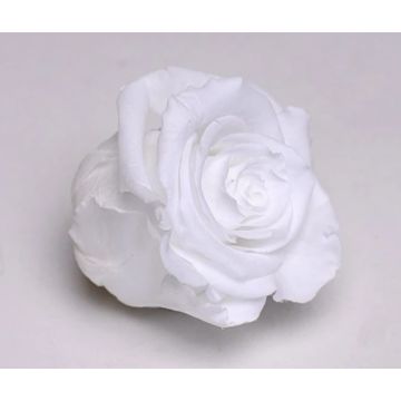 Tête de rose blanche 5cm pour décorer, préservée