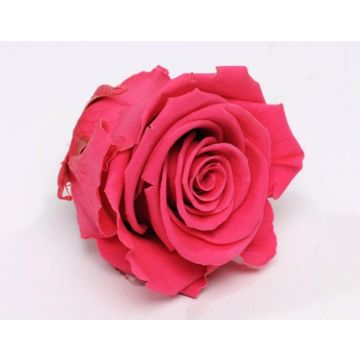 Tête de rose rose foncé 5cm pour décorer, préservée