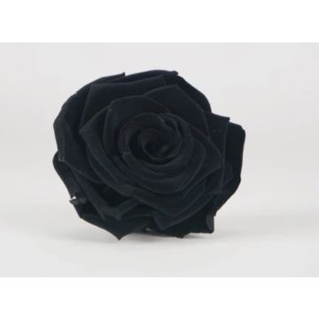 Rosenkopf schwarz 5cm zum dekorieren, präserviert