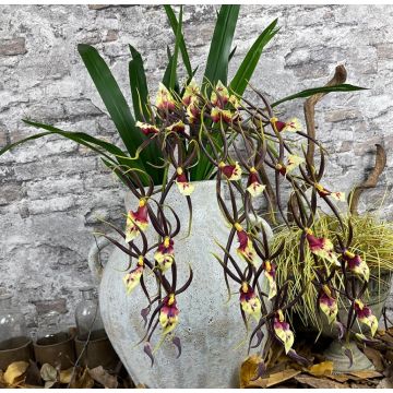 Orchidée brassia Rex Spider Stengel 95cm, plante artificielle, orchidée artificielle