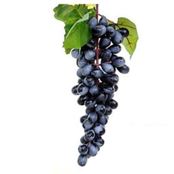 Artificial grapes, dark approx. 30cm, like real