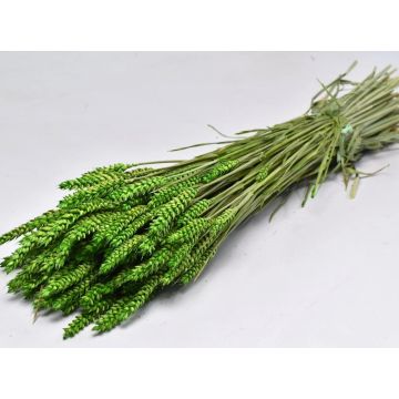 Wheat (Triticum) green bunch 70cm for decorating, dried, bleached