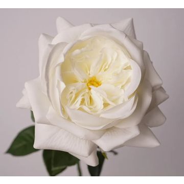 Austin Rose weiss Kunstblume 13x69cm, wie echt, real touch Premium (Seide/Silikon)