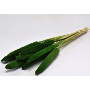 Babala/pistil millet green ca.70cm/piece