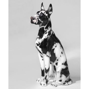 Great Dane sitting 105 cm spotted docked