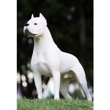 Dogo Argentino Figur 21x7x15cm