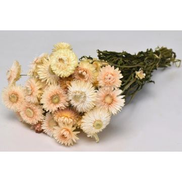 Helichrysum dried cream ca 45cm/bundle