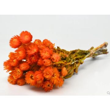 Helichrysum getrocknet orange ca 45cm/Bund