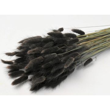 Lagurus brown 65cm bunch for decorating, dried