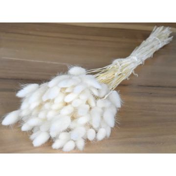 Lagurus white/bleached 65cm bunch for decorating, dried