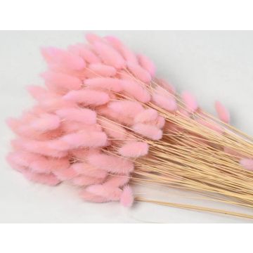 Lagurus pastel pink 65cm bunch for decorating, dried