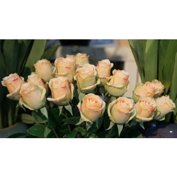 Rosen in gelb-rosa-grün Kunstblume 46cm, wie echt, real touch, Premium (Seide/Silikon)