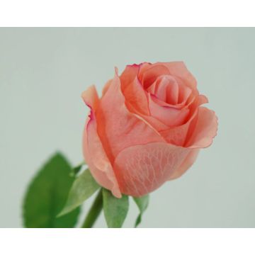 Rosen in lachs-rosa Kunstblume 46cm, wie echt, real touch, Premium (Seide/Silikon)